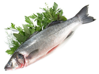 Loup de mer - Wolfsbarsch