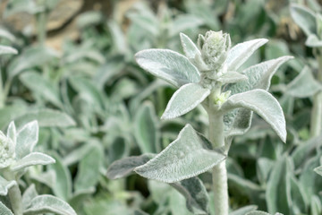 Lamb's Ears, Turkish lamb's ear, Stachys byzantine, woolly hedgenettle close up. Garden background with fluffy gray green leaves of an ornamental decorative plant.