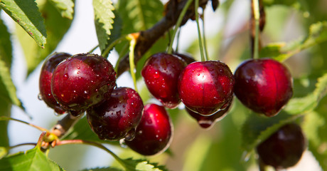 Macro shot on red cherries in the summer garden.