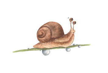 Drop of water and lovely little snail on branch, watercolor painting illustration isolated on white background.