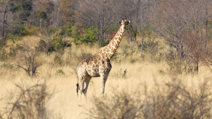 Adult giraffe in Namibia