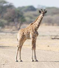 Young giraffe in Namibia