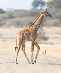 Young giraffe in Namibia