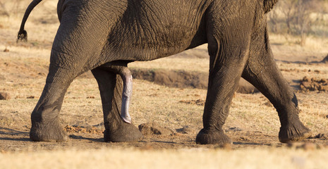 Close-up of elephant penis © michaklootwijk