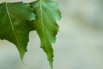 Green leaves on white background