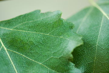 Green leaves close-up