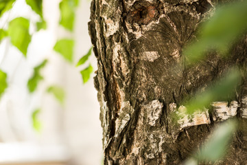 Obraz premium A brown tree with green leaves on a blurred background. Bark of a tree close up