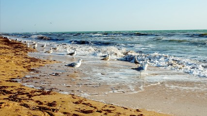 Sea gulls catching fish on the shore in the curling sea.