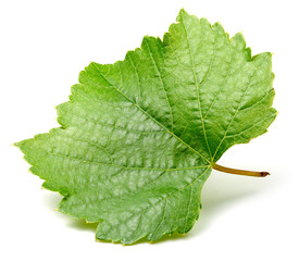 Grape leaf isolated