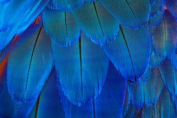 Blue macaw parrot feathers as background, macro shot