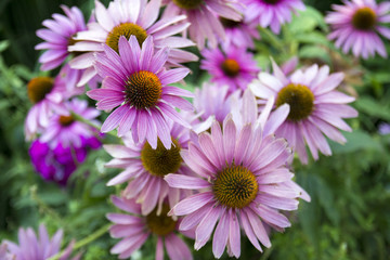 Fototapeta premium flowers in the garden