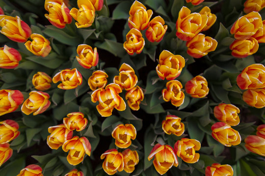 A dutch tulips from above