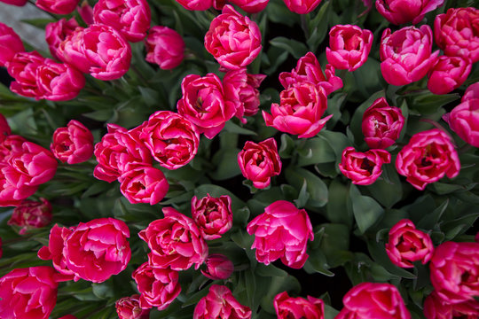 A pink tulips in Netherlands from above