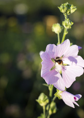 bee on flower