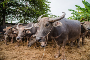 thai buffalo in farm