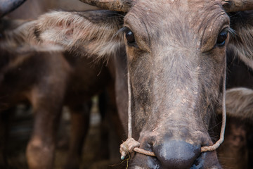 buffalo closeup face