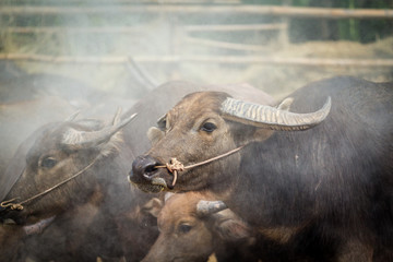 buffalo thai in farm