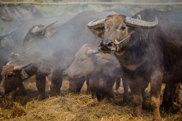 buffalo thai in farm