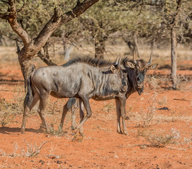 Blue Wildebeest