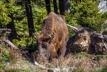 Wisent am Rothaarsteig