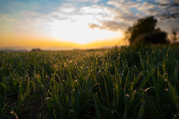 Sunrise in green rural field