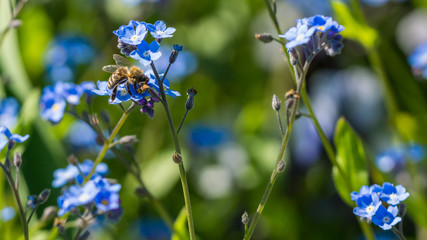 Biene auf blauer Wiesenblume © alphafotos