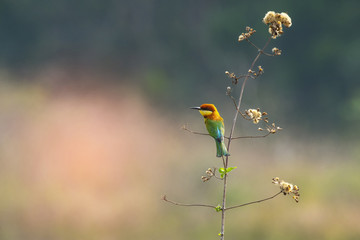 Chestnut-headed Bee-eater, Beautiful bird and background