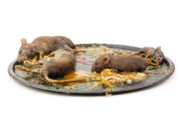 Dead rats in a mousetrap on white background, Glue mousetrap, rattrap