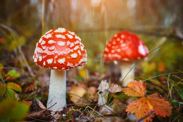 Amanita muscaria, commonly known as amanita or fly. Poisonous fungus in a natural environment in the autumn forest