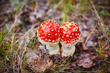 Amanita muscaria, commonly known as amanita or fly. Poisonous fungus in a natural environment in the autumn forest