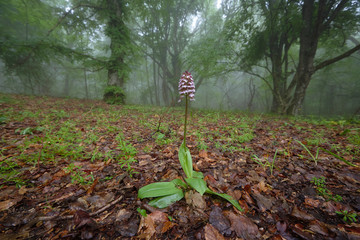 Mountain flowers in fog forest