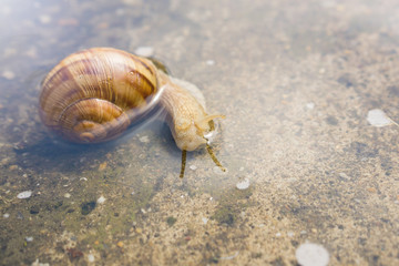 Snail crawling through water on concrete after rain. Close up of snail in water