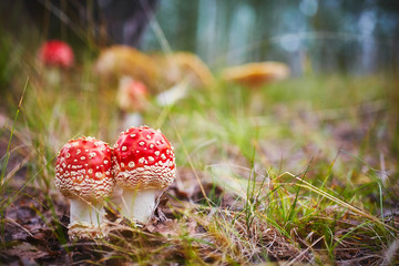 Amanita Muscaria, poisonous mushroom. Photo has been taken in the natural forest background