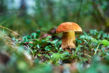 Cep Mushroom Growing in Autumn Forest. Boletus. Mushroom picking