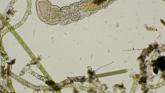 the worm of the Aeolosoma family tries to penetrate through algae, under a microscope