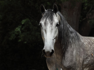 Fototapeta premium Dapple-grey Andalusian horse portrait 