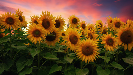 Sunflower Field at Sunset, Northern California, USA