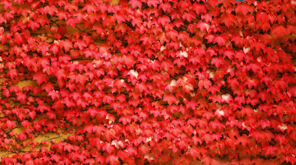 Red ivy on a wall. A autumn background