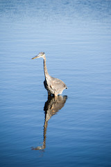 Ardea Heron