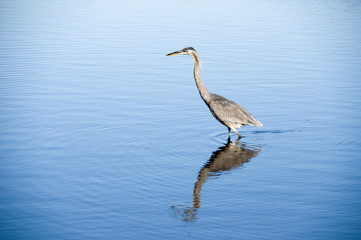 Ardea Heron
