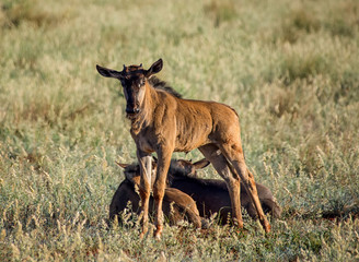 Blue Wildebeest Running