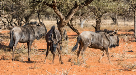 Blue Wildebeest Running
