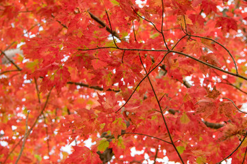 Fototapeta premium Fall Color