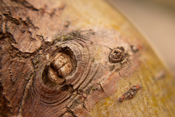 Detalles del tronco de un árbol