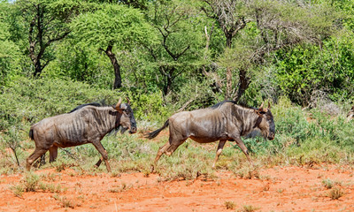 Blue Wildebeest Running