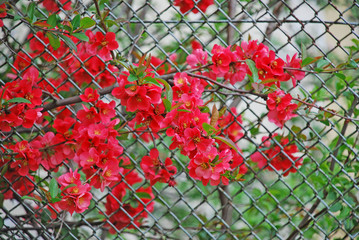 Beautiful red flowers of Chaenomeles japonica (Japanese Quince). This is a low-growing, deciduous shrub with abundant clusters of bright orange-scarlet flowers, up to 1.5 in. across (3-4 cm).