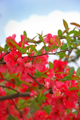 Obraz premium Beautiful red flowers of Chaenomeles japonica (Japanese Quince). This is a low-growing, deciduous shrub with abundant clusters of bright orange-scarlet flowers, up to 1.5 in. across (3-4 cm).