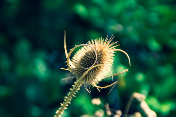 Fiore lungo un sentiero di montagna
