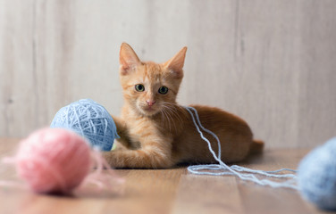 Cute red kitten playing