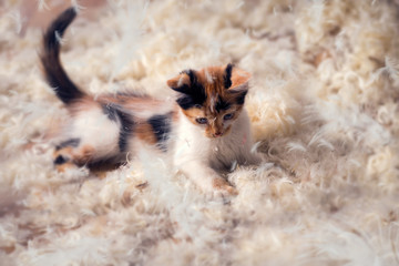 Cute kitten  lying  in feathers